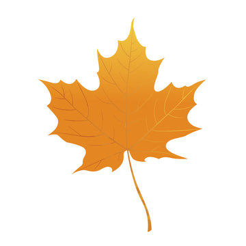 Orange maple leaf isolated on a white background. Autumn element for your design. Vector illustration.
