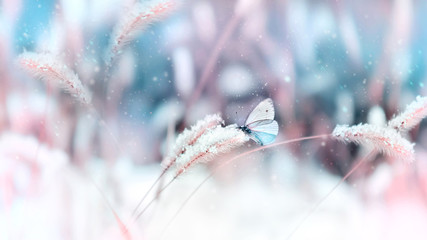 Obraz premium Piękny motyl w śniegu na dzikiej trawie na niebieskim i różowym tle. Śnieg. Artystyczny zimowy Boże Narodzenie naturalny obraz. Selektywna i miękka ostrość.
