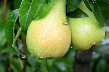 Leckere gelbe Birnen am Baum kurz vor der Ernte