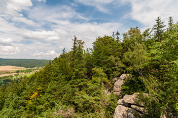 Obraz premium Las na zboczu góry, Szczytna