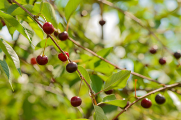 ripe cherry berries on the branches of a tree