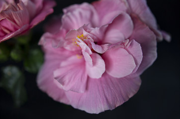 Macro picture of a pink flower 