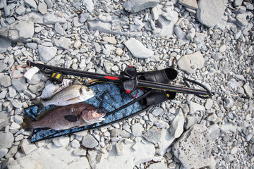 Obraz premium successful underwater hunting