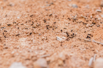 Ants in a row walking looking for food.