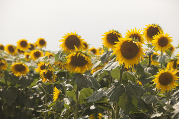 Colorful sunflower field and wind
