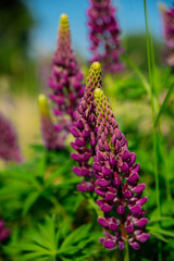 floral background, Wallpaper: group of purple lupins