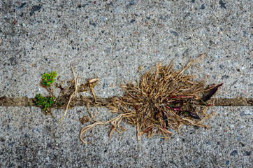 Closeup view of a dead weed in a cement driveway crack