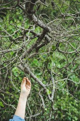 Hand reaching the highest branches of a tree.
