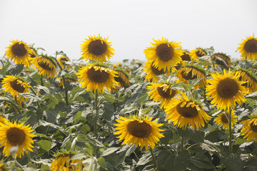 Fototapeta na wymiar Colorful sunflower field and wind 