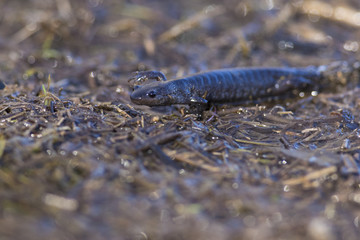 Blue-spotted salamander