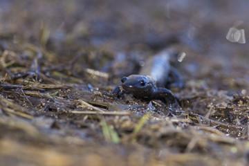 Blue-spotted salamander