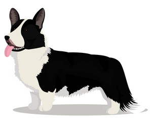 Cardigan Welsh corgi dog