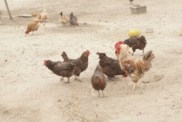 chickens on the farm