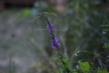 Lavendel im Garten