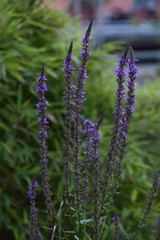Lavendel im Garten