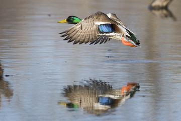 Obraz premium Mallard in spring