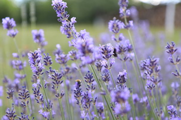 Close-up of growing violet lavender in French Provence 