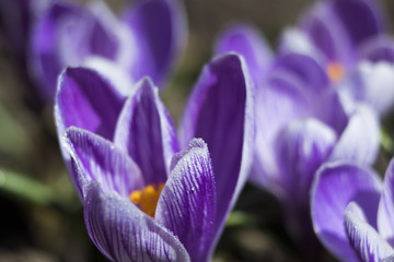 purple crocus detail