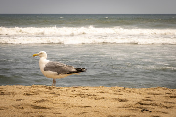 Amagansett