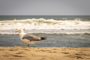 Amagansett