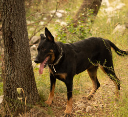 Chiens