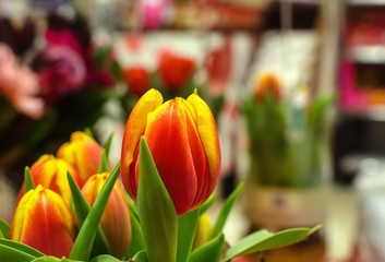A bunched of red-yellow tulips with blurred background