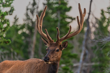 A bull elk with velvet antlers