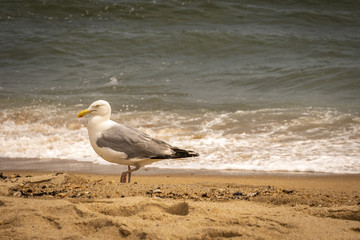 Amagansett