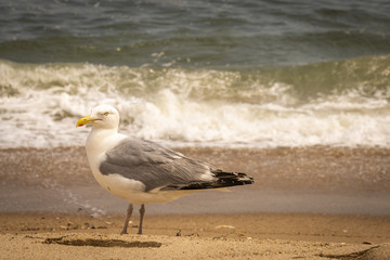 Amagansett