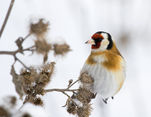 European Goldfinch (Carduelis carduelis) on the burdock