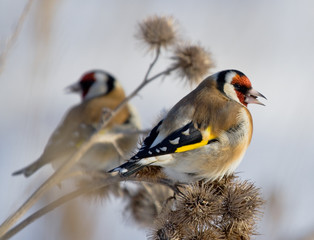 Two European Goldfinches sitting on the burdock