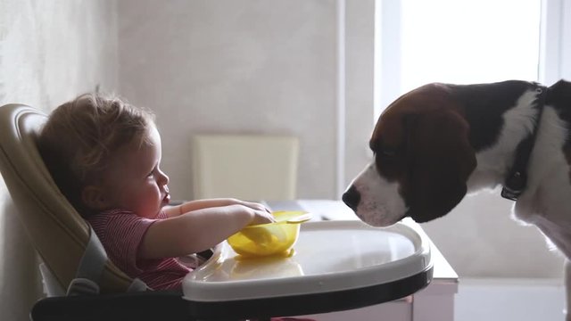  A little blond girl has breakfast and treats to a beagle dog