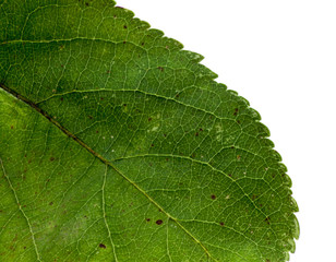 sweet and fresh red apple with leaf