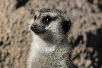 Suricata retrato