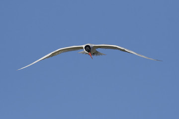 Caspian tern (Hydroprogne caspia)