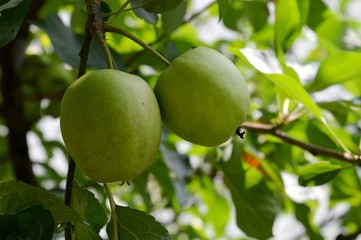 apples on the tree
