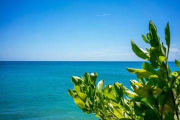 tree and full frame ocean view with blue sky