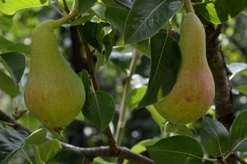 pears on the tree
