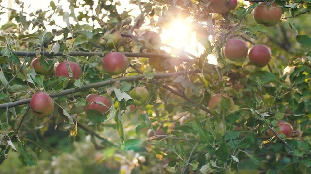 Apples on a tree at sunset