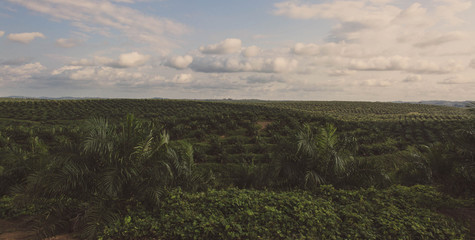 Obraz premium Plantation Field