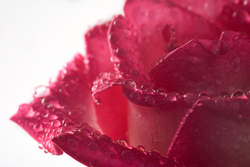 isolated image of flowers with drops closeup