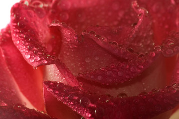 isolated image of flowers with drops closeup