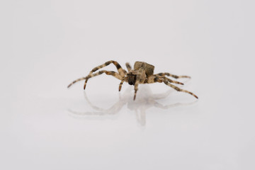 Spider Crosspiece on white isolated background.