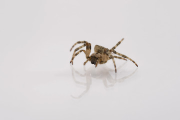 Spider Crosspiece on white isolated background.