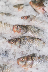 Fresh fish on ice in a supermarket. Seafood on ice at the fish market. vertical photo