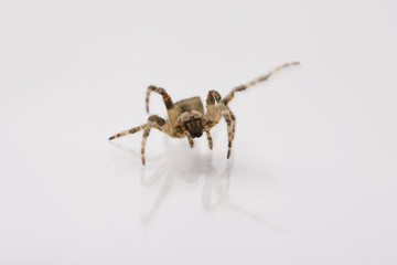 Spider Crosspiece on white isolated background.