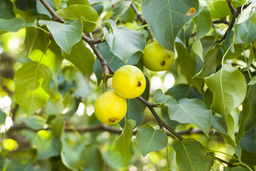 Apple tree with green leaves and yellow apples in late summer and early autumn.