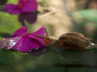 snail in the water
