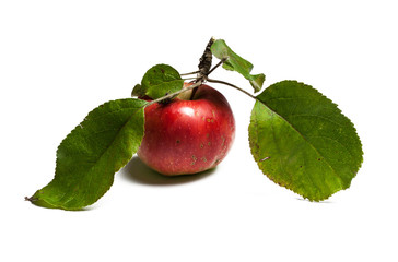 sweet and fresh red apple with leaf