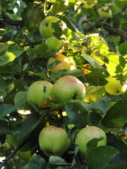 Ripe green red apples close-up on a branch of an Apple tree in the garden in the summer - healthy food, subsistence farming, agriculture, vegetable growing